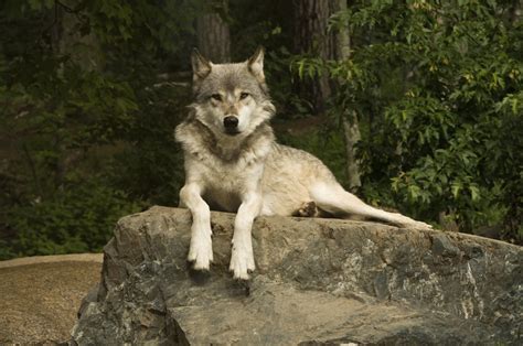 Everything You Wish to Know About the Gray Wolf Habitat