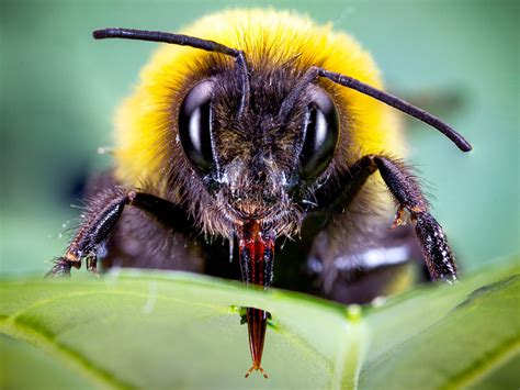 Bumblebees Bite Leaves of Flowerless Plants to Stimulate Earlier ...