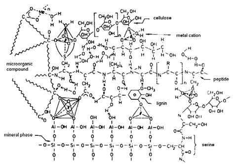 Models of the humic substances structure (SCHULTEN et al., 1991; GONET,... | Download Scientific ...