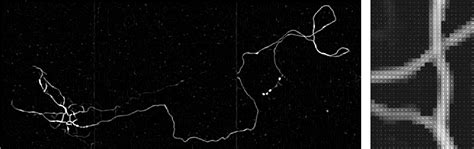 Figure 3 from Neurite tracing in fluorescence microscopy images using ...