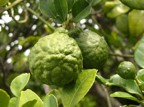 Bergamot FCF Essential Oil | Essential oils, Bergamot, Oils