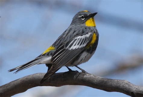 Yellow-rumped Warbler (Audubon's race, male) | North Rooseve… | Flickr