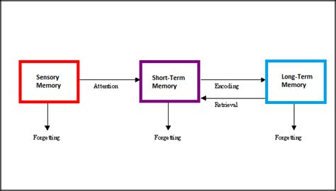 [DIAGRAM] Human Memory Diagram - MYDIAGRAM.ONLINE