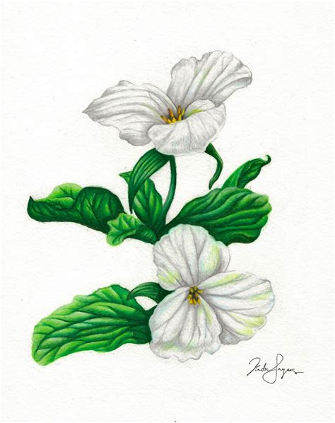 White Trillium Giclée Botanical Illustration Print | Etsy