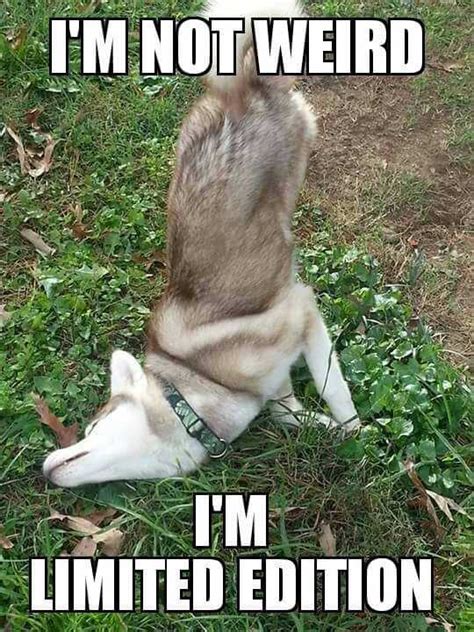 14 Best Husky Memes of All Time