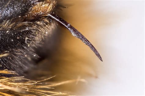 Do Bumblebees Sting? | Is Bumblebee Sting Dangerous & Can They Sting ...