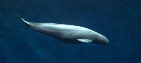 The Indo-Pacific Finless Porpoise | Critter Science