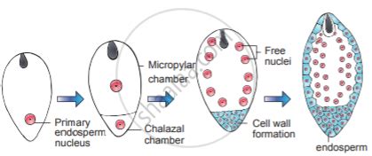 What is endosperm. Explain the types. - Botany | Shaalaa.com