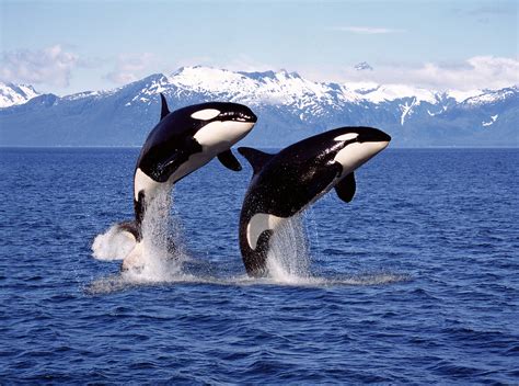 Why Don't Orca Ever Attack Humans in the Wild? - TrendRadars