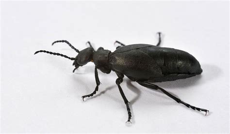 Blister Beetle - Facts, Information & Pictures