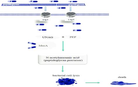 Fosfomycin Mechanism Of Action