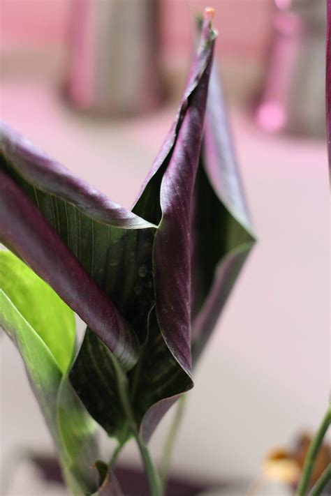 Why Do My Calathea Leaves Look Like This? - The Houseplant Guru