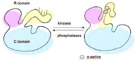 A model for the mechanism of activation by phosphorylation of serine ...