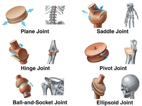 Joints types & function, Nerve supply of joints and general features of ...