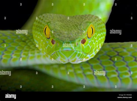 Green Viper Snake