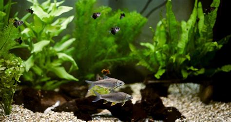 The Ultimate Guide to Selecting Black Skirt Tetra Tank Mates - AllAquariumFish.com