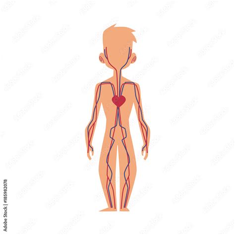 Circulatory System Cartoon