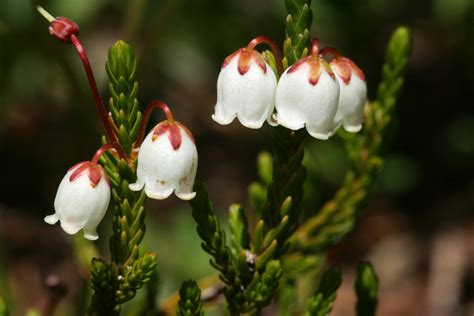 9 Bell Shaped Flowers in Shades of White, Pink, Purple, and Blue - Dengarden