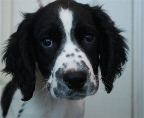 Black and White English Springer Spaniel | English springer spaniel, Small puppies, White puppies