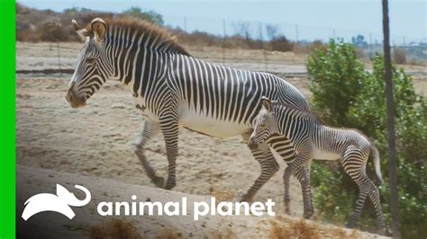 Helping Preserve the Grevy's Zebra Population | The Zoo: San Diego ...