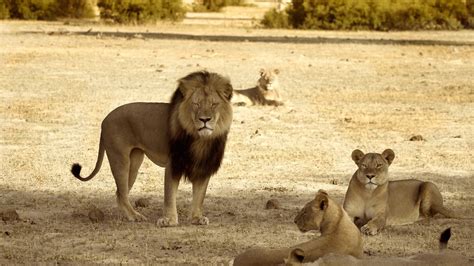 Obama Wildlife Agency "˜Deeply Concerned' with Killing of Cecil the ...