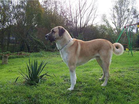 Kangal Dog Info, Varieties, Care, Training, Pictures