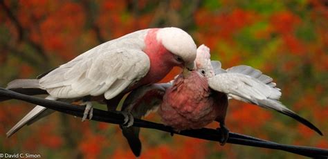 Feeding baby. | Cockatoo, Baby feeding, Cockatiel