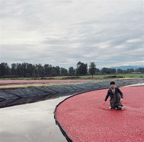 cranberry farms near Seattle you can visit - An Emerald City Life