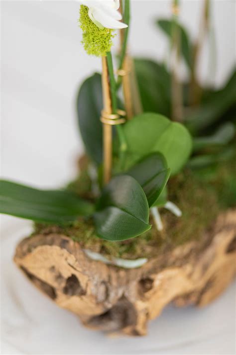 Coffee table wood log – Touch of Orchids