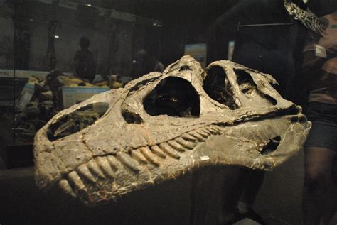 Big Al Skull | Skull of Big Al, the most complete allosaurus… | Flickr