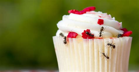 How To Avoid An Ant Infestation This Spring | New Leaf Pest Control