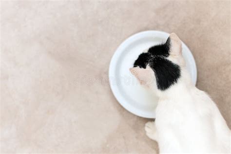 Cat Drinking From A Bowl Of Milk Stock Image - Image of tabby, domesticated: 49602135