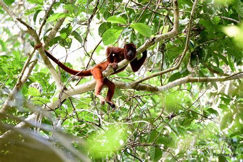 Bolivia Wildlife – Ramdas Iyer Photography