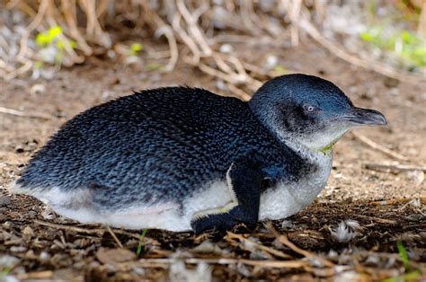 Tasmania Birding Tour | Australia