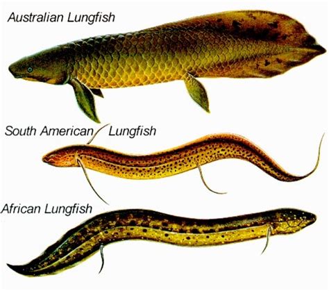 Kehebatan Ikan Paru-paru | LUNGFISH - JERUK ANTU