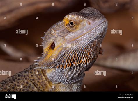 Bearded Dragon Pogona barbata Stock Photo - Alamy