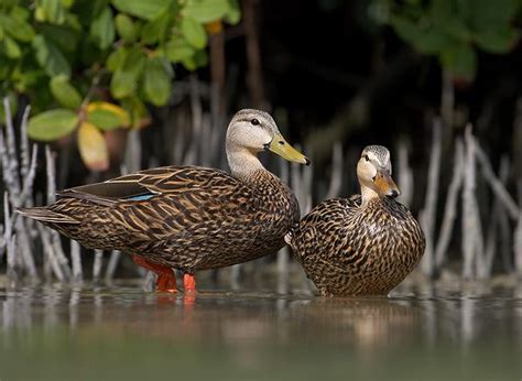 Mottled Duck Facts, Range, Habitat, Reproduction, Diet, IUCN