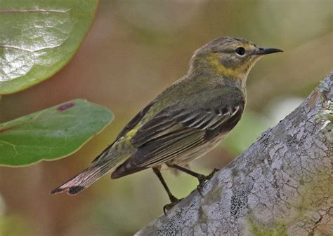 Cape May Warbler (spring adult female) - St. Joe County, MI and Fort de Soto, Florida