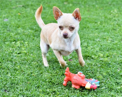 Chihuahua Dog & Puppy Training | Royvon Residential Training