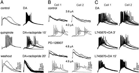 Distinctive effects of D2 family receptors on DA-promoted bursting. (A ...