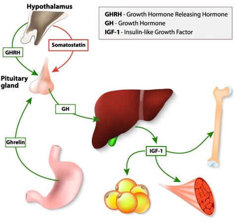 Growth Hormone And Muscle Growth & Protein Synthesis