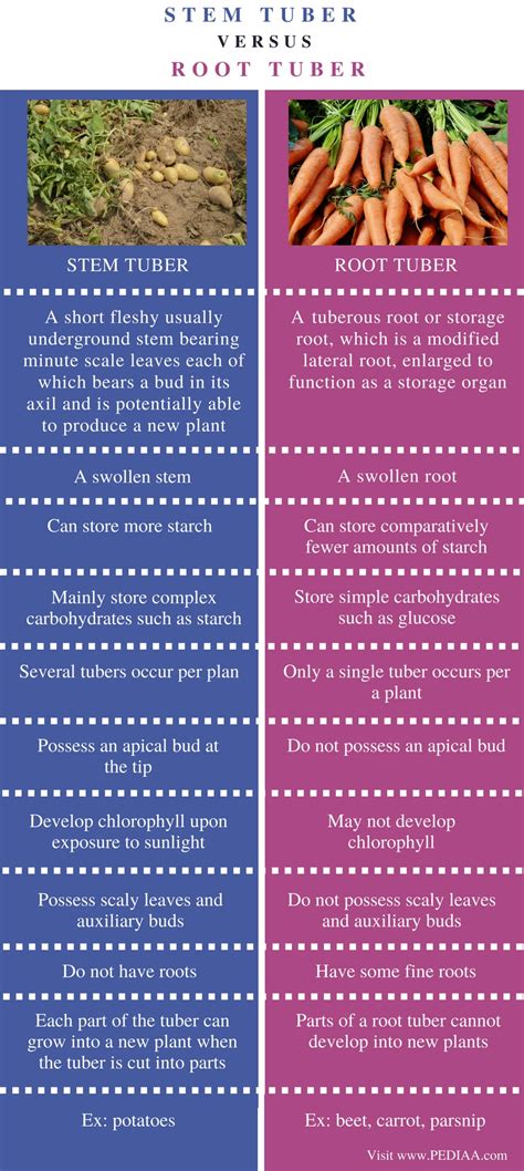 Difference Between Stem Tuber and Root Tuber - Pediaa.Com