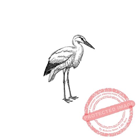 Stork Standing T10-237 C