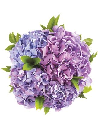 Ideas & Advice | Hydrangea bridal bouquet, Wedding flowers hydrangea, Purple hydrangea bouquet