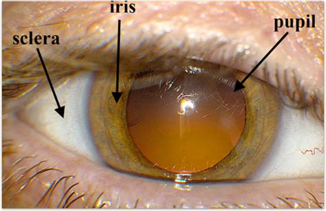 Anatomy of the Eye - Retina-Vitreous Surgeons of CNY