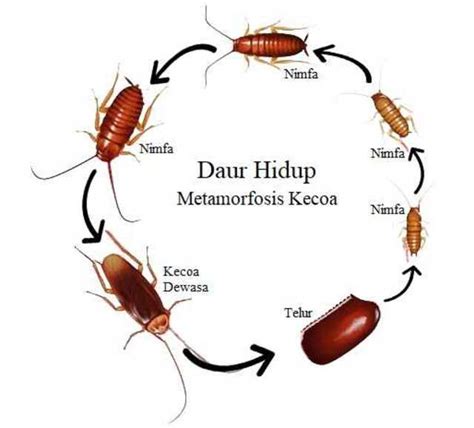 5 Contoh Hewan yang Mengalami Metamorfosis Tidak Sempurna