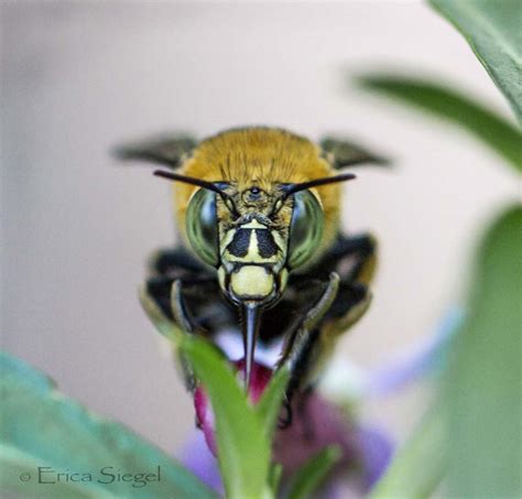 Blue Banded Bee (Amegilla)