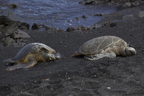 turtles on Black Sand Beach 2 Photograph by Eddie Freeman - Fine Art ...