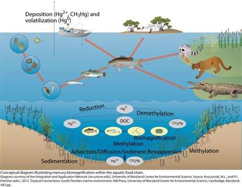 Marine Ecosystems Food Web