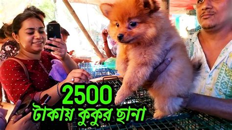 Dog market in kolkata | Galiff Street Pet Market Kolkata | best pet ...